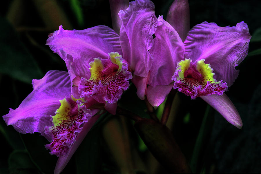 The Beauty of Orchids Photograph by Debra and Dave Vanderlaan