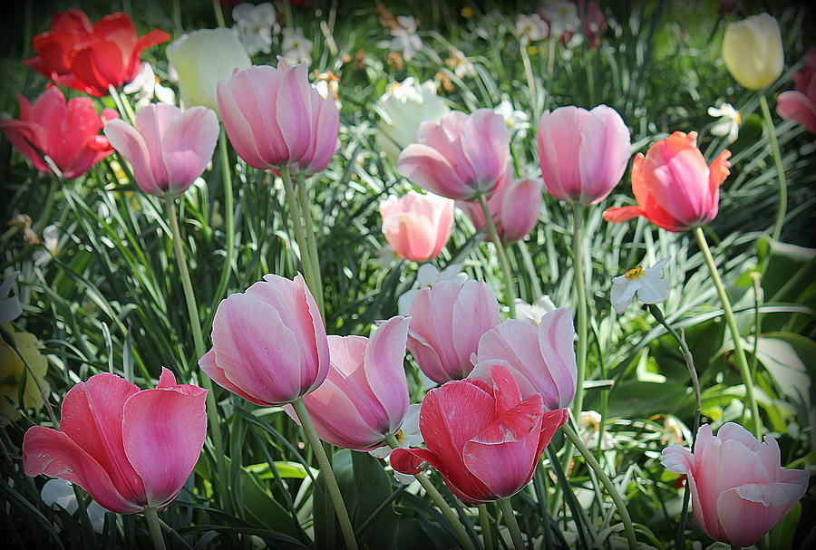 The Beauty of Spring - Tulips in Shades of Pink Photograph by Dora ...