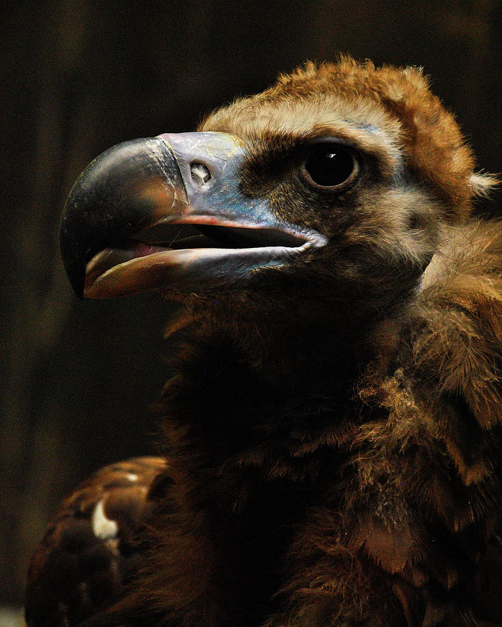 The Beauty of the Black Vulture by Darren Weeks The Beauty of the Black Vulture by Darren Weeks