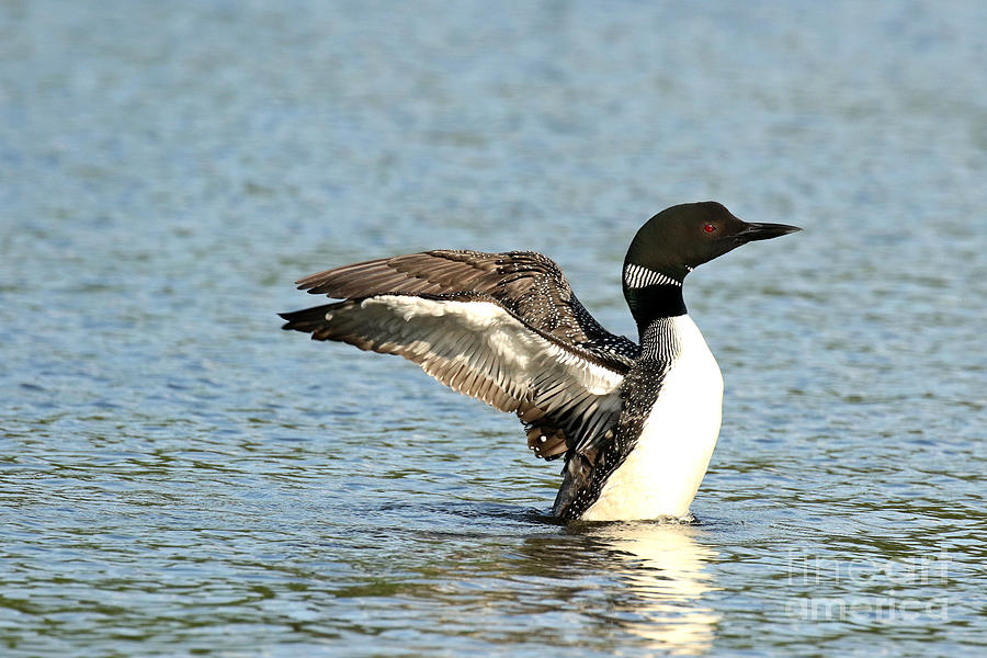 The Beauty Of The Common Loon Photograph