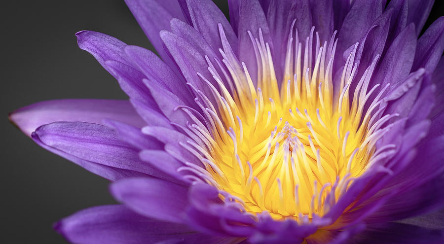 The Beauty of Water Lilies by Will Moneymaker The Beauty of Water Lilies by Will Moneymaker