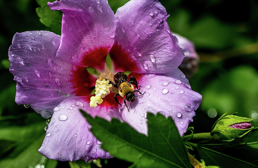 The Bee in a Rose of Sharon Digital Art by Ed Stines