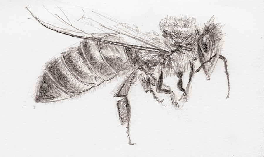 Hand Drawn Engraving Sketch Of Bee Vector Illustration For Tat Stock  Illustration - Download Image Now - iStock
