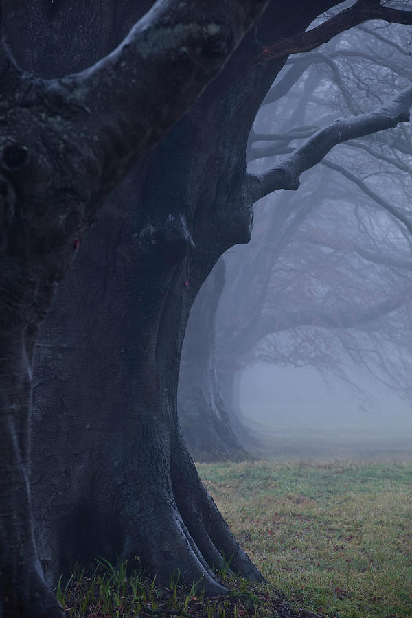 The Beech Avenue At Kingston Lacy Under Photograph by Julian Elliott Photography The Beech Avenue At Kingston Lacy Under Photograph by Julian Elliott Photography