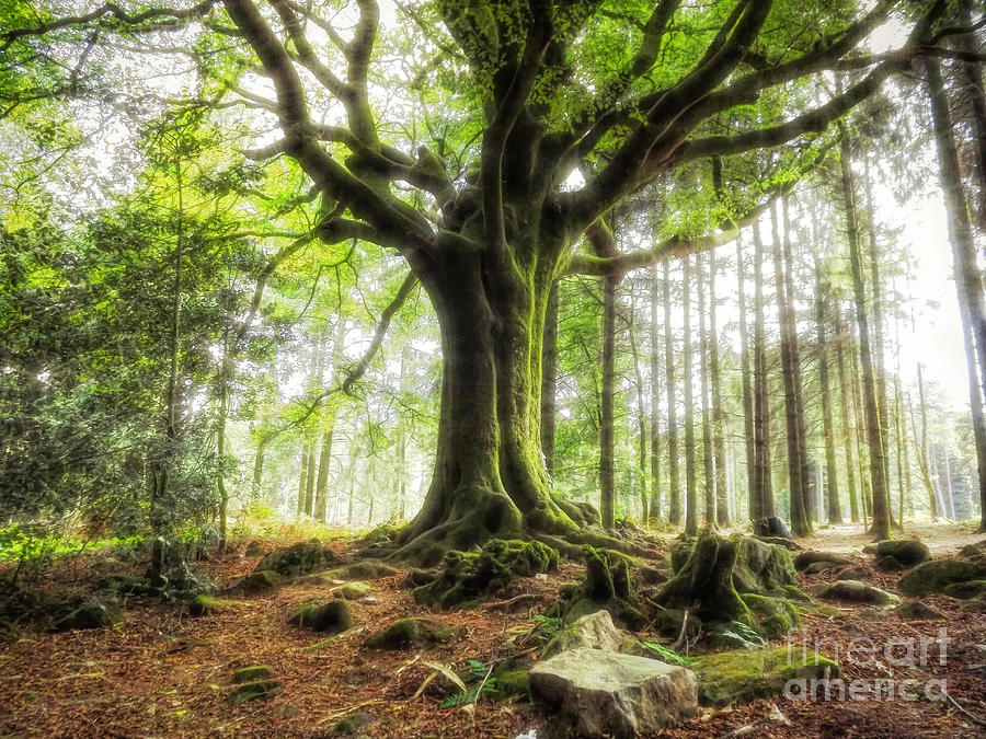 The Beech of Ponthus and Sidoine by Dominique Guillaume The Beech of Ponthus and Sidoine by Dominique Guillaume