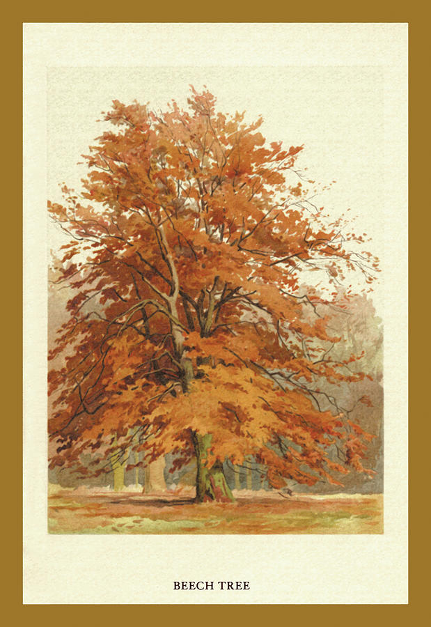 Tree Painting - The Beech Tree by W.H.J. Boot