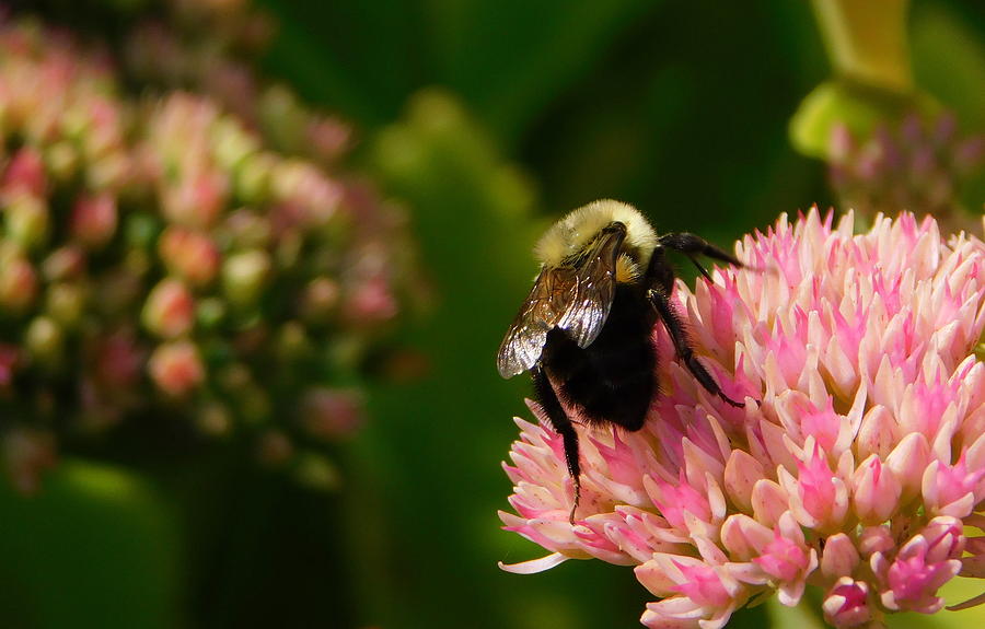 Nature Photograph - The Bees Knees by Karen Cook