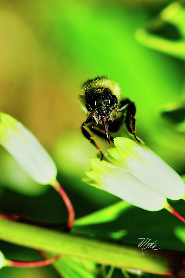  The bees knees  Photograph by Meta Gatschenberger