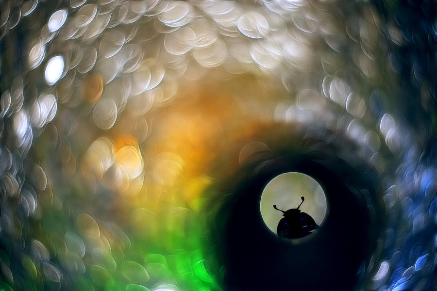 The Beetle Peeks Through The Hole To Another World Photograph by Krzysztof Winnik