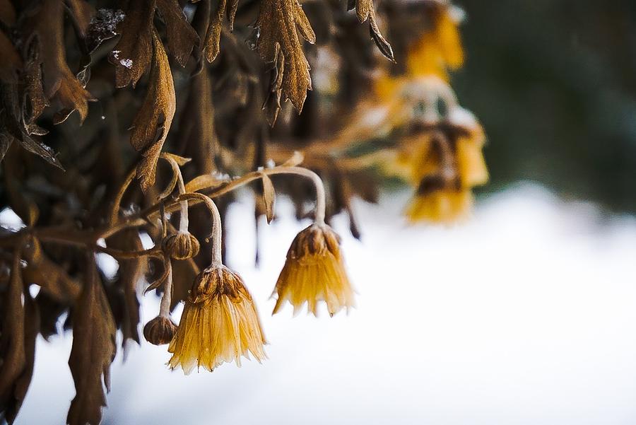 The Bells of Winter Photograph by Desmond Raymond