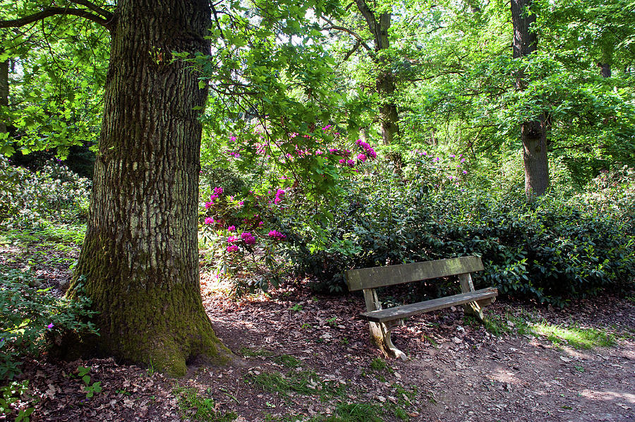 The Bench in Spring Forest Photograph by Jenny Rainbow