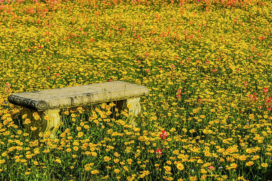 The Bench of Solitude Photograph by Johnny Boyd