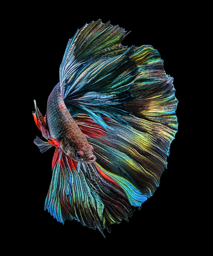 Animal Photograph - The  Betta Fish by Andi Halil