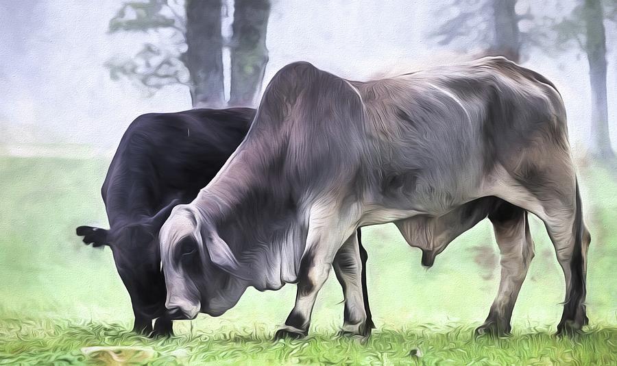 Cow Digital Art - The Big Brahma Bull by JC Findley