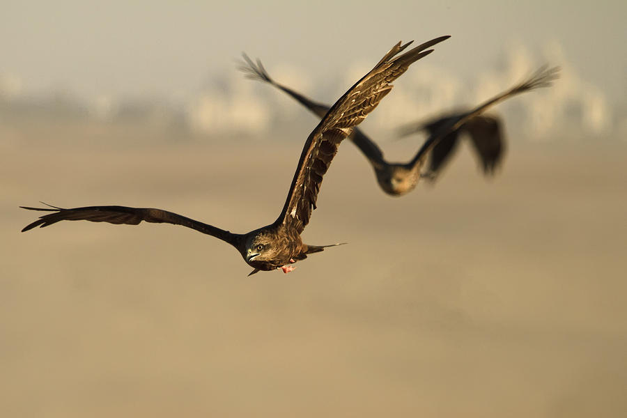 Bird Photograph - The Big Race by Amnon Eichelberg