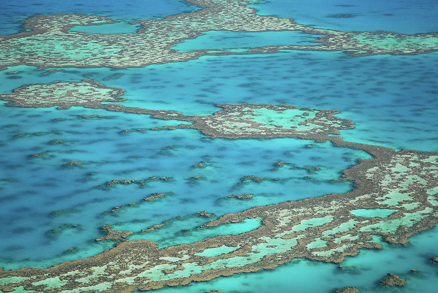 The Big Reef, Whitsunday Islands Photograph by Chantal Ferraro The Big Reef, Whitsunday Islands Photograph by Chantal Ferraro