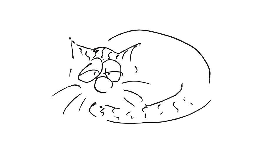 Cat Drawing - The big sleep by Barbara Roth