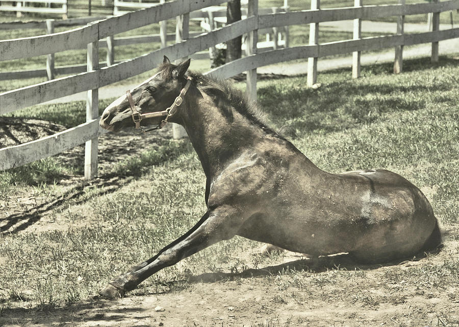 The Big Stretch Photograph by Dressage Design