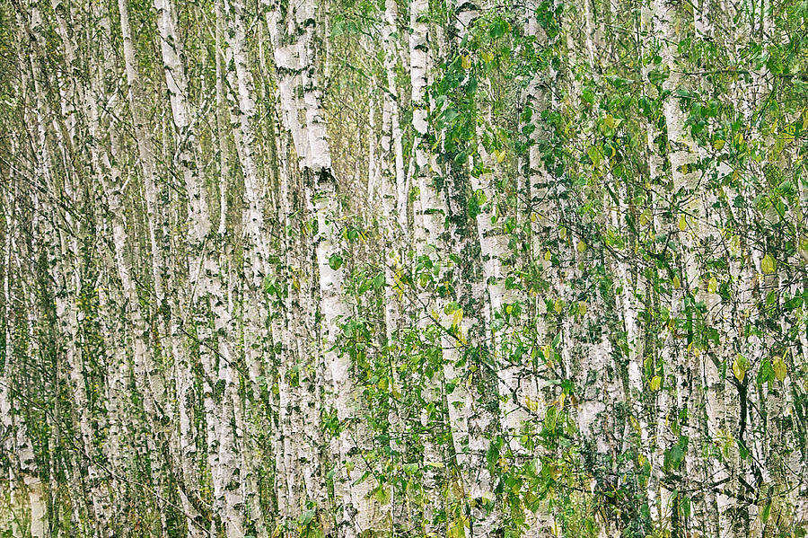 The birch silence. Sunychne, 2018. by Andriy Maykovskyi The birch silence. Sunychne, 2018. by Andriy Maykovskyi