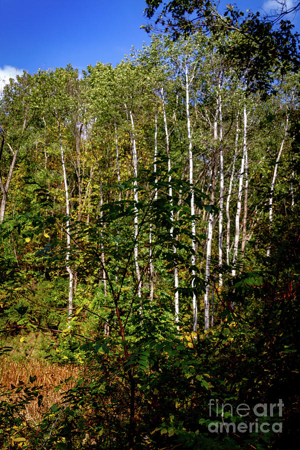 The Birches Photograph by William Norton