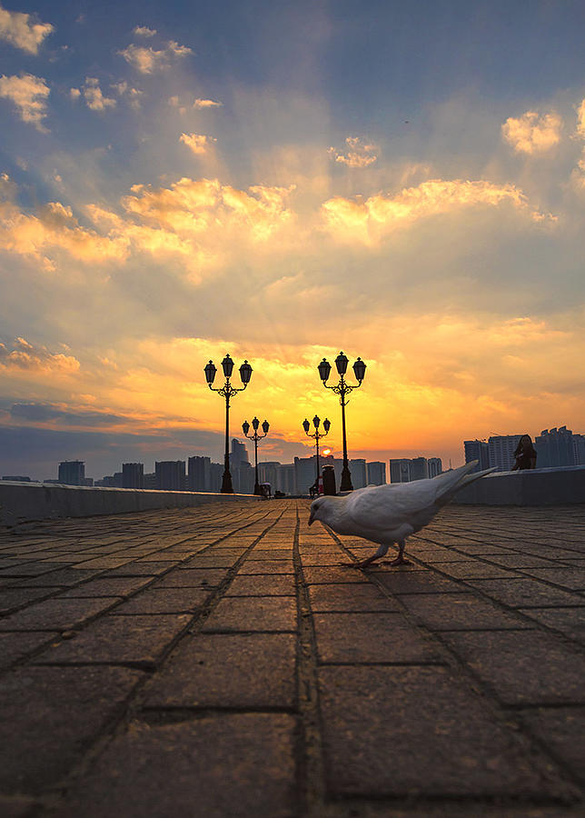 The Bird At Dawn Photograph by Souvik Banerjee