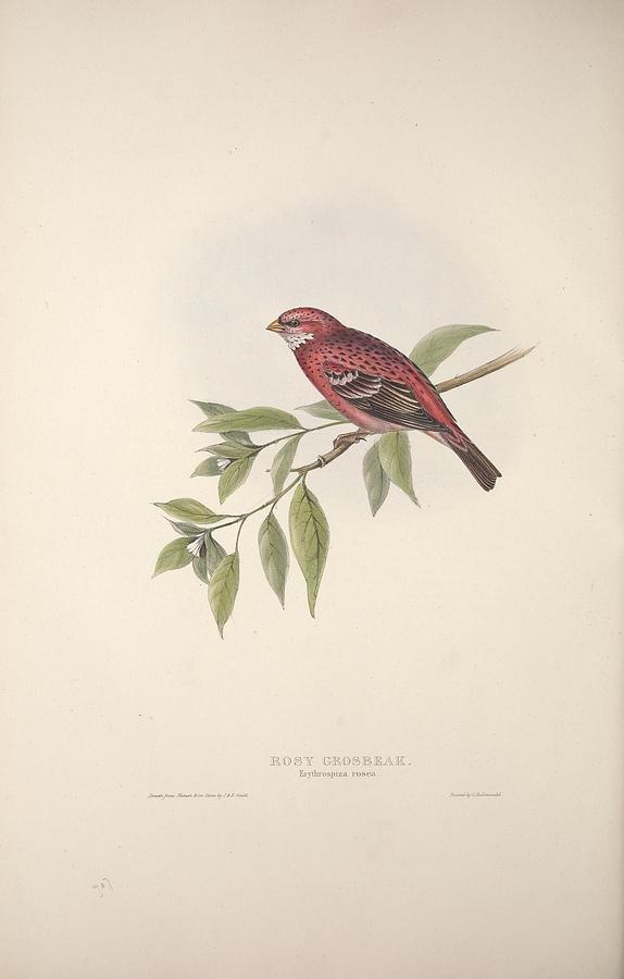 The Birds Of Europe, London,printed By R. And J.e. Taylor, Pub. By The Author,1837 - 089 Painting