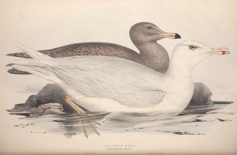 Duck Painting - The birds of Europe, London,Printed by R. and J.E. Taylor, pub. by the author,1837 - 113 by Celestial Images