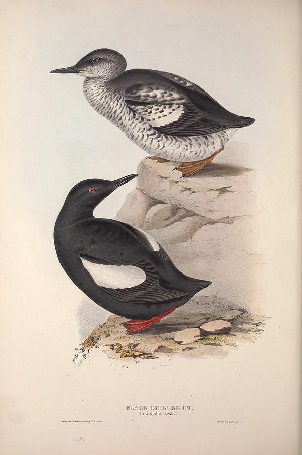 The Birds Of Europe, London,printed By R. And J.e. Taylor, Pub. By The Author,1837 - 292 Painting