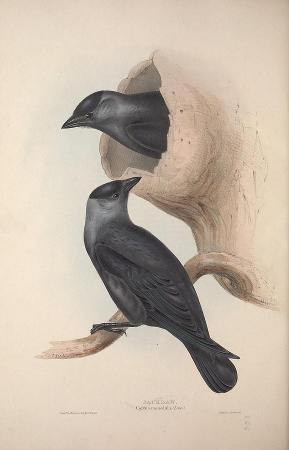 The Birds Of Europe, London,printed By R. And J.e. Taylor, Pub. By The Author,1837 - 326 Painting