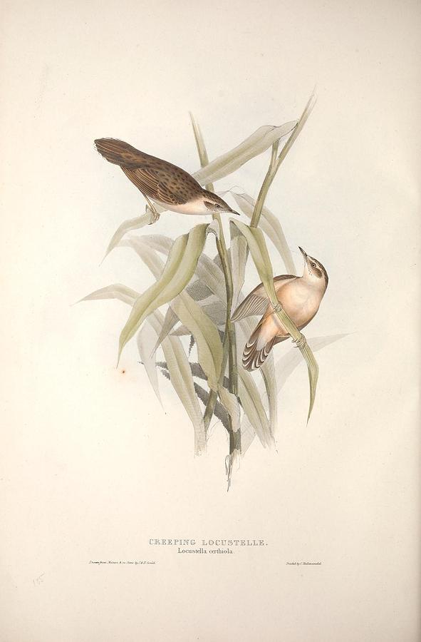 The Birds Of Europe, London,printed By R. And J.e. Taylor, Pub. By The Author,1837 - 370 Painting