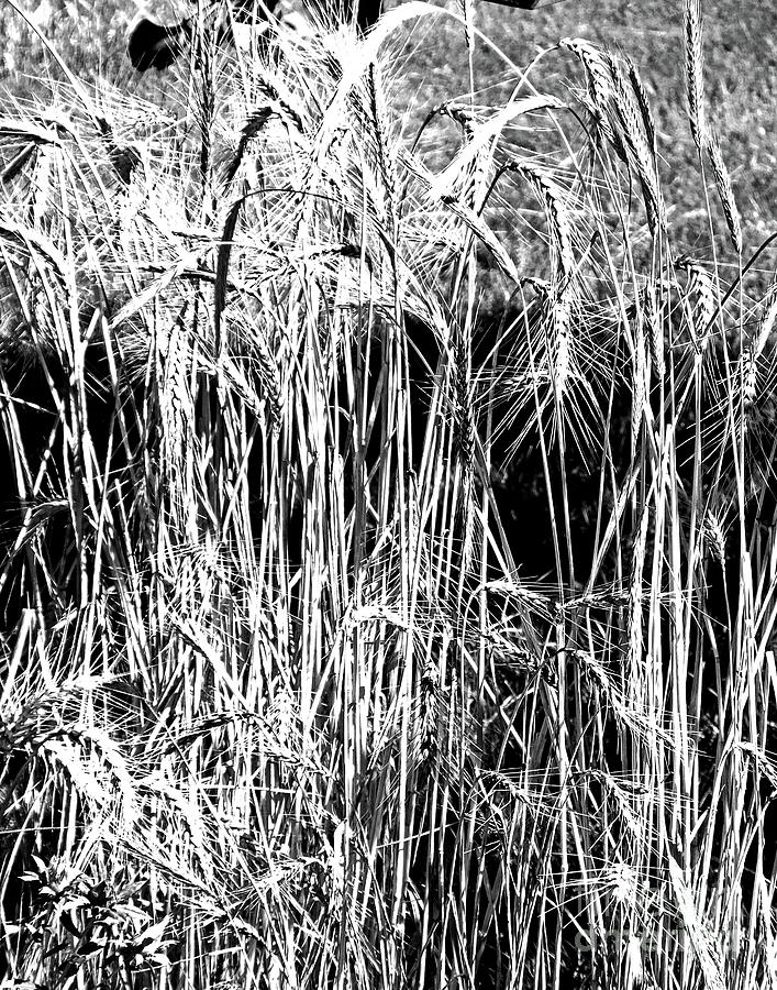 The Birds Wheat Patch Photograph by Lizi Beard-Ward