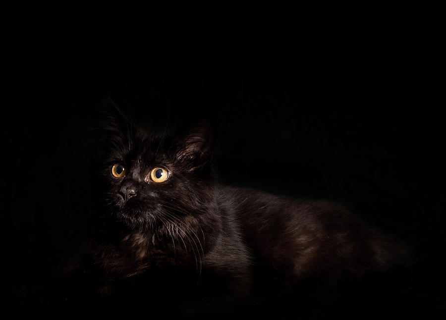 The Black Cat Photograph by Greg and Chrystal Mimbs