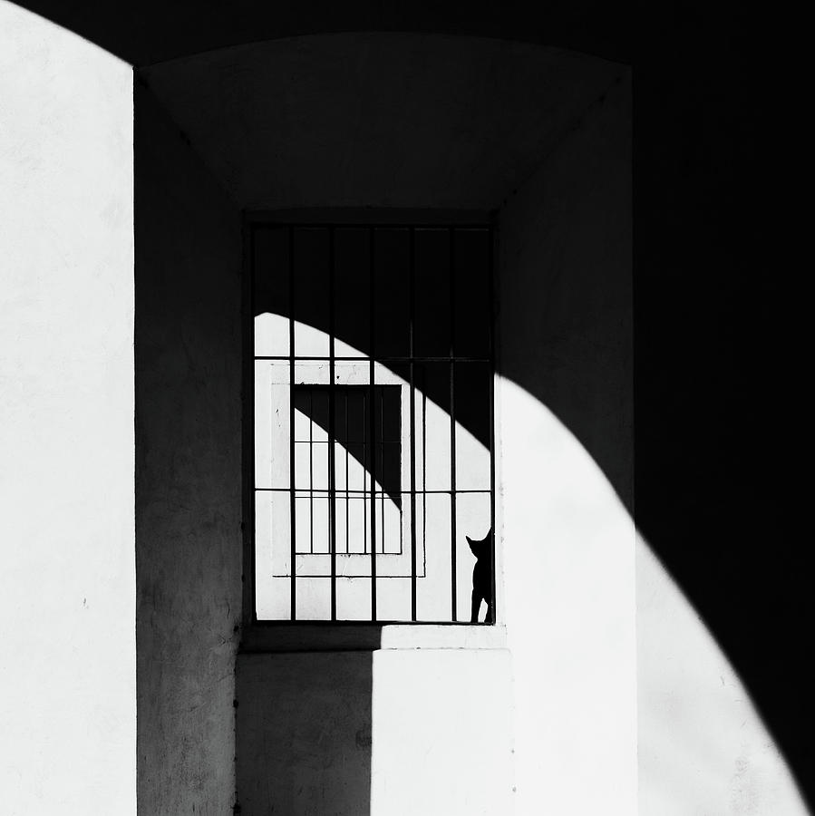 Black And White Photograph - The Black Cat by Massimo Della Latta