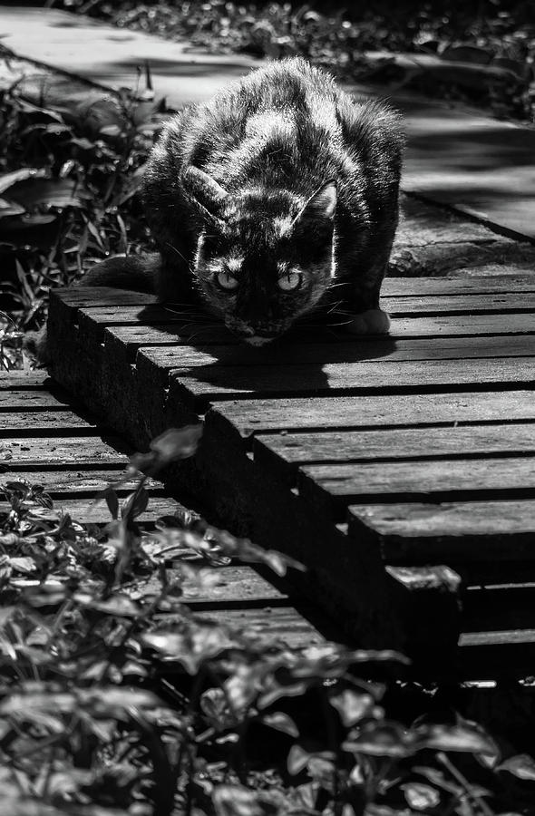 Halloween Photograph - The Black Cat by Hemerson Coelho