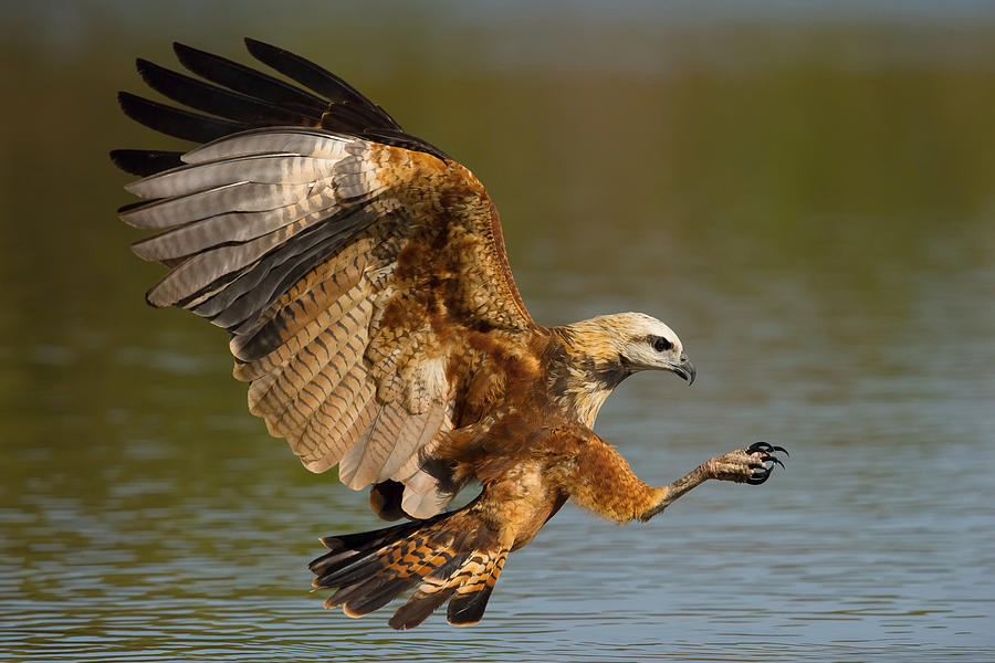Brazil Photograph - The Black-collared Hawk Or Busarellus Nigricollis by Petr Simon