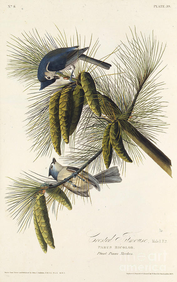 The Black-crested Titmouse Drawing by Heritage Images