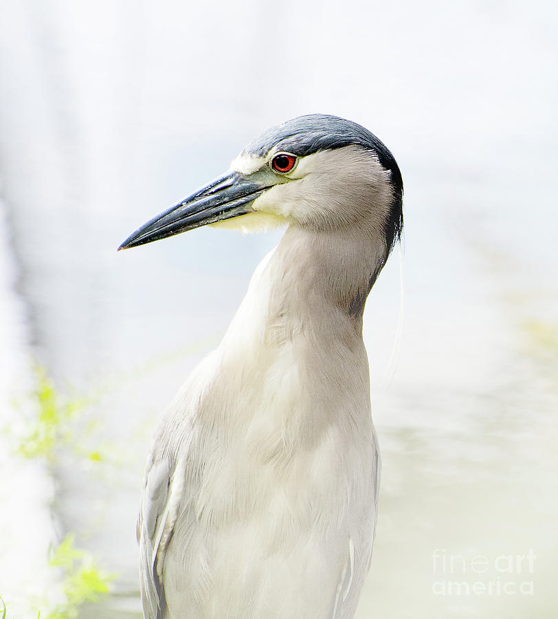 The Black Crowned Night Heron Photograph by Mary Jane Armstrong