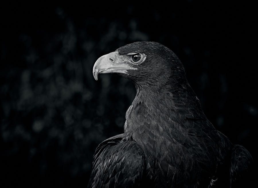 The Black Eagle In Black Photograph by Stuart Williams