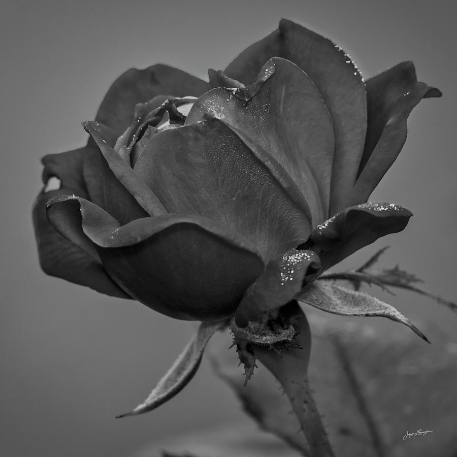 The Black Rose Photograph by Jurgen Lorenzen