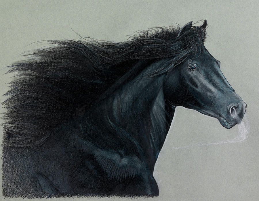 Horse Drawing - The Black Stallion by Robert H Ward