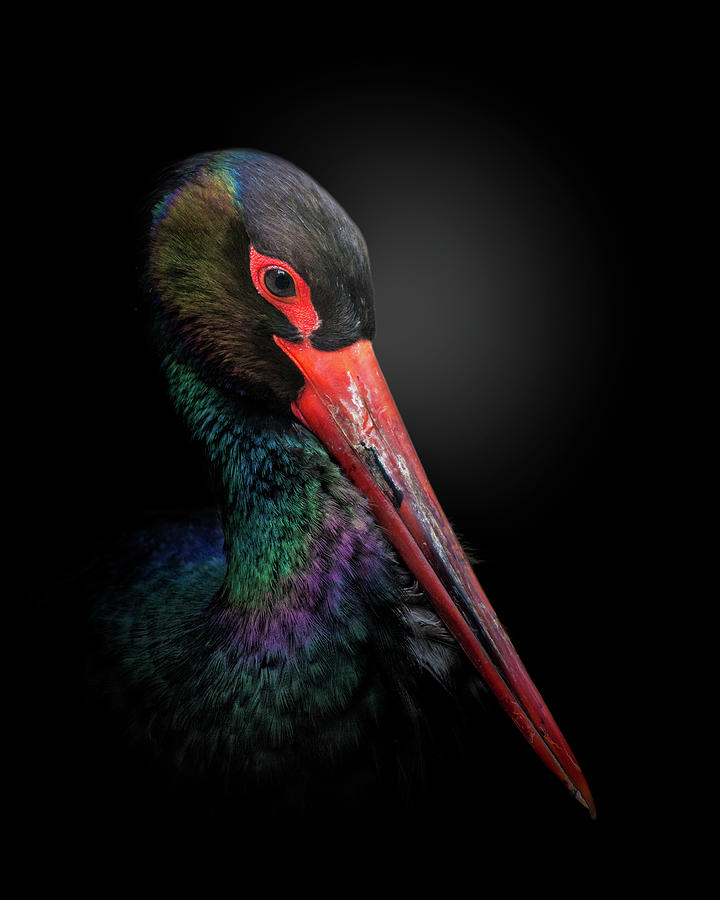 Stork Photograph - The Black Stork by Fegari