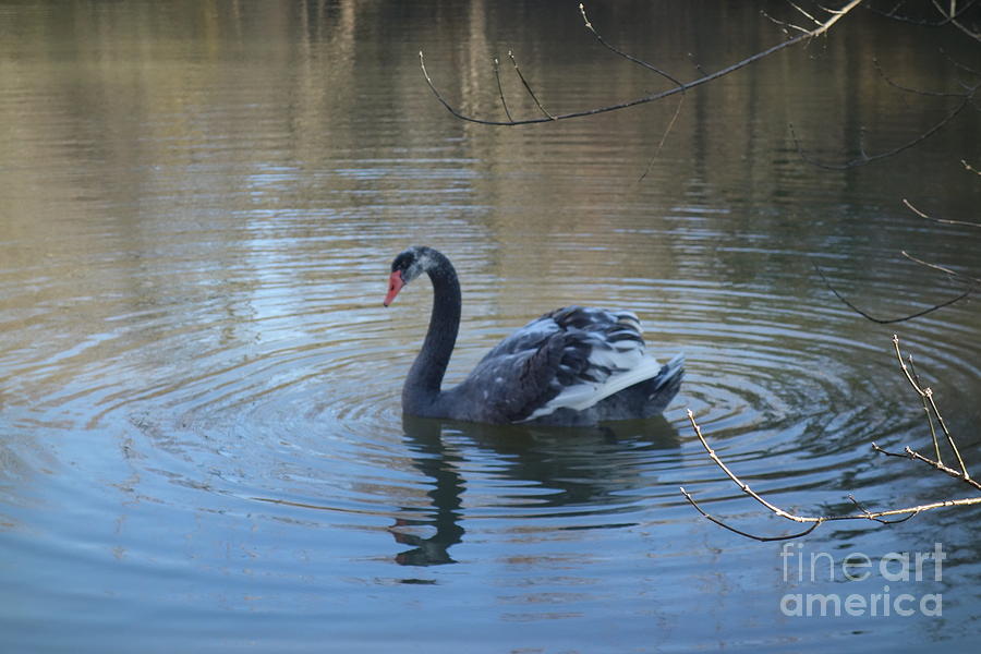 The Black Swan of Brandywine Valley Photograph by Susan Carella