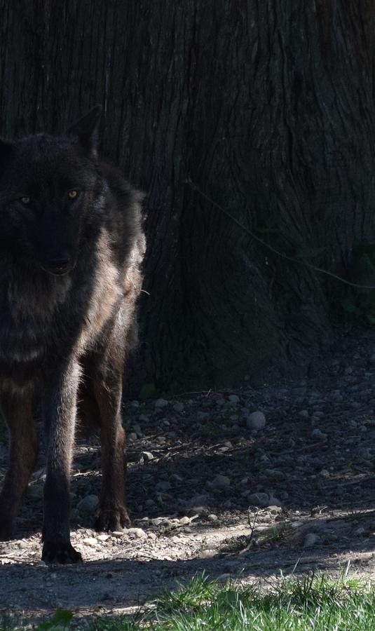 The Black Wolf Photograph by Lkb Art And Photography