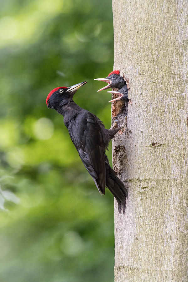 Bird Photograph - The Black Woodpecker, Dryocopus Martius by Petr Simon