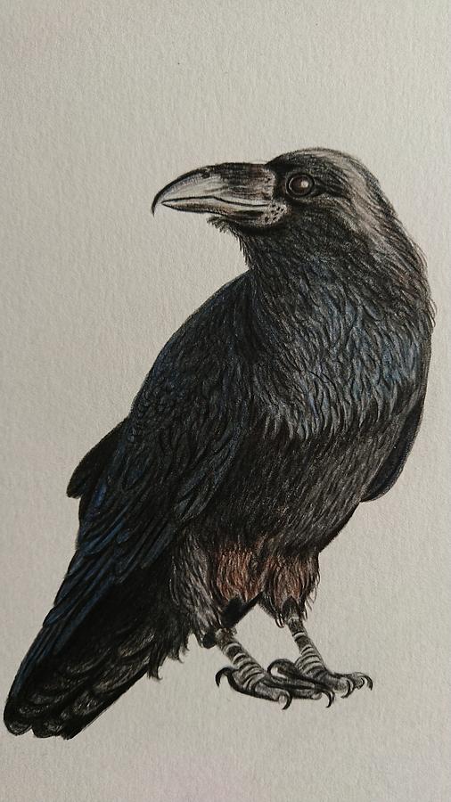 The Blackest Bird Drawing By Erika Clarke