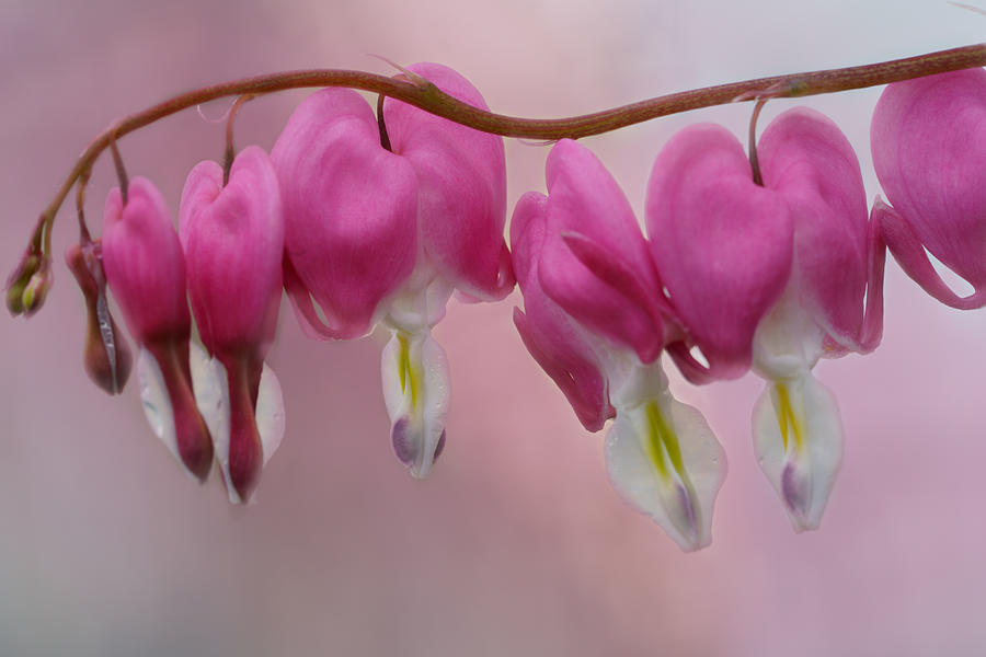 The Bleeding Hearts Photograph by Ling  Lu