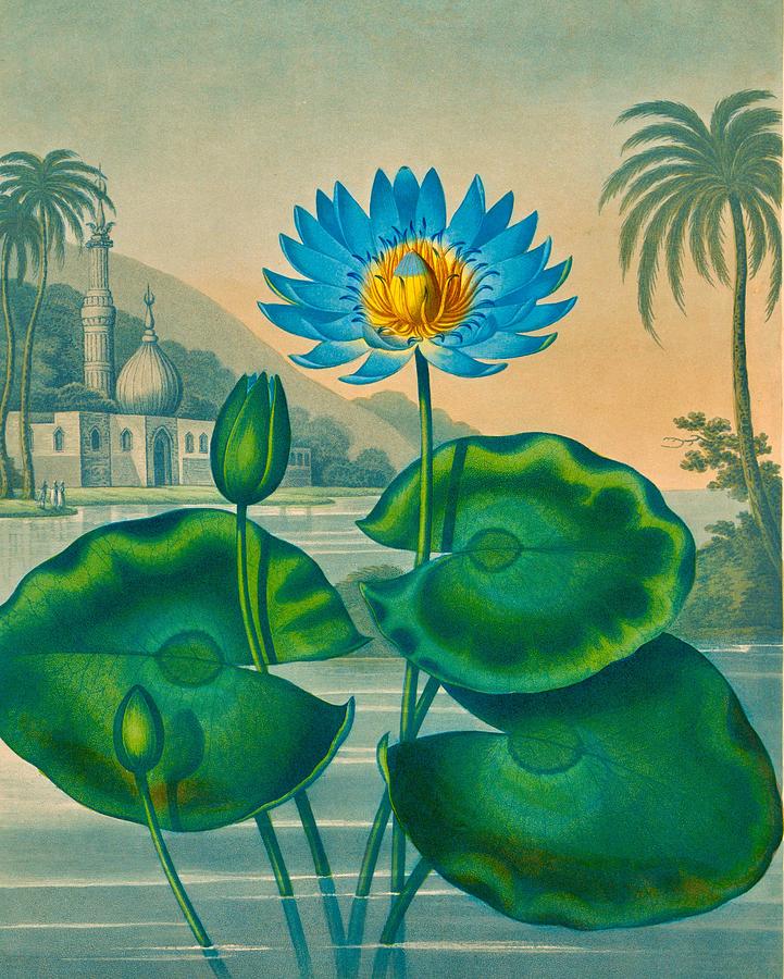 Flower Drawing - The Blue Egyptian Water Lily By Joseph by Steeve. E. Flowers.