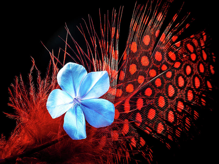The Blue Flower Photograph by Luis Vasconcelos