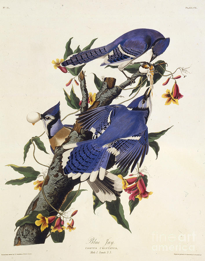 The Blue Jay From The Birds Of America Drawing by Heritage Images