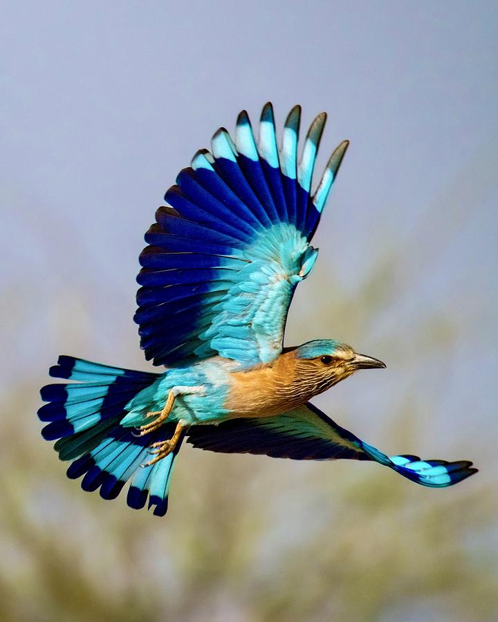 The Blue Jay!!! Photograph by Sooraj Nalloore